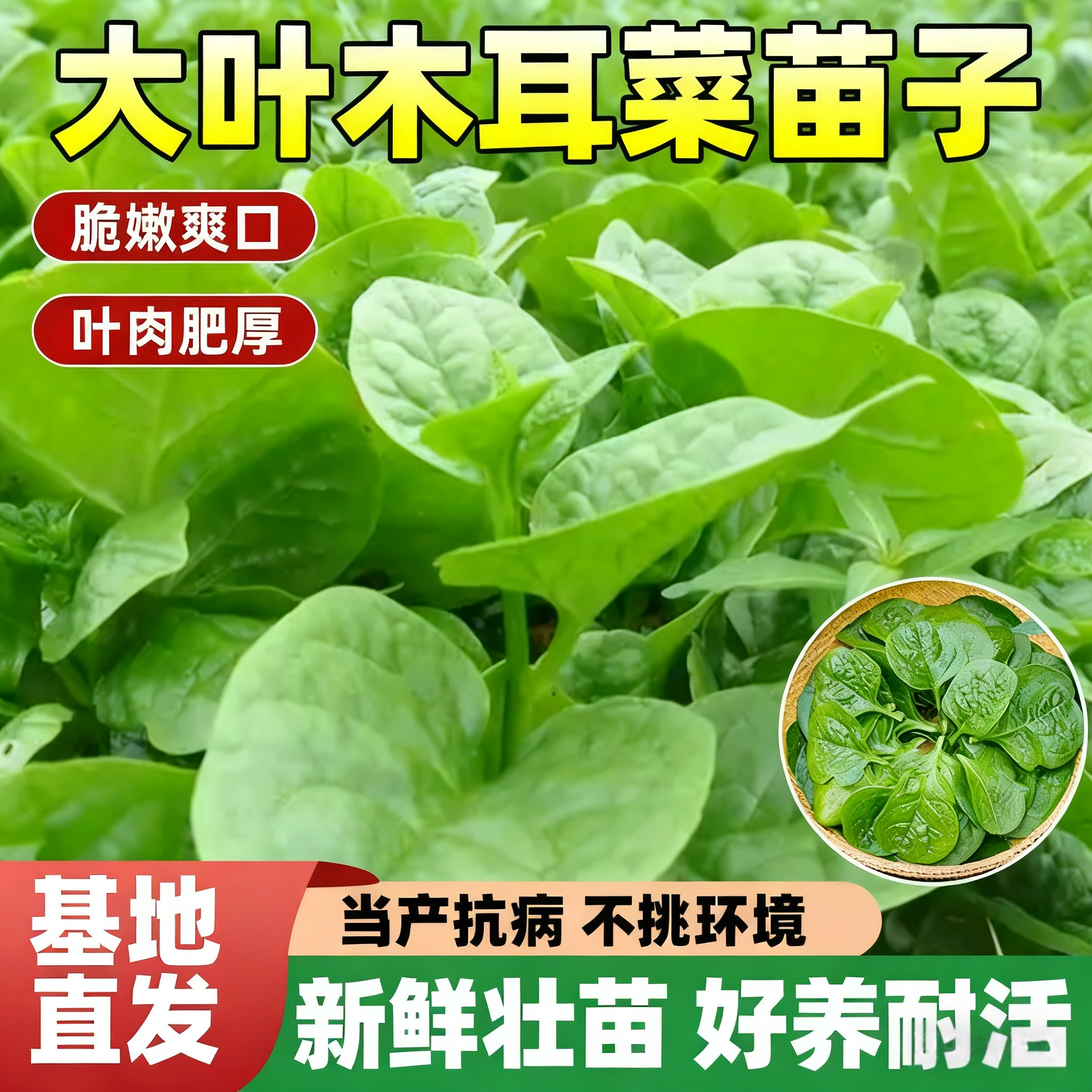 四季菜苗老品种爬藤大叶木耳菜苗秧苗小叶木耳菜种秋季蔬菜苗带土,淘宝优惠券,粉丝福利购,淘宝优惠卷