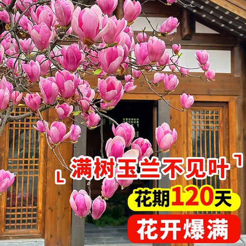 玉兰花树苗带花苞红白紫玉兰树室外矮化庭院四季花卉盆栽绿化大树 - 图1