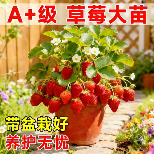 奶油草莓苗秧四季结果盆栽特大号多年生新苗批发隋珠带果穴盘大苗 - 图1