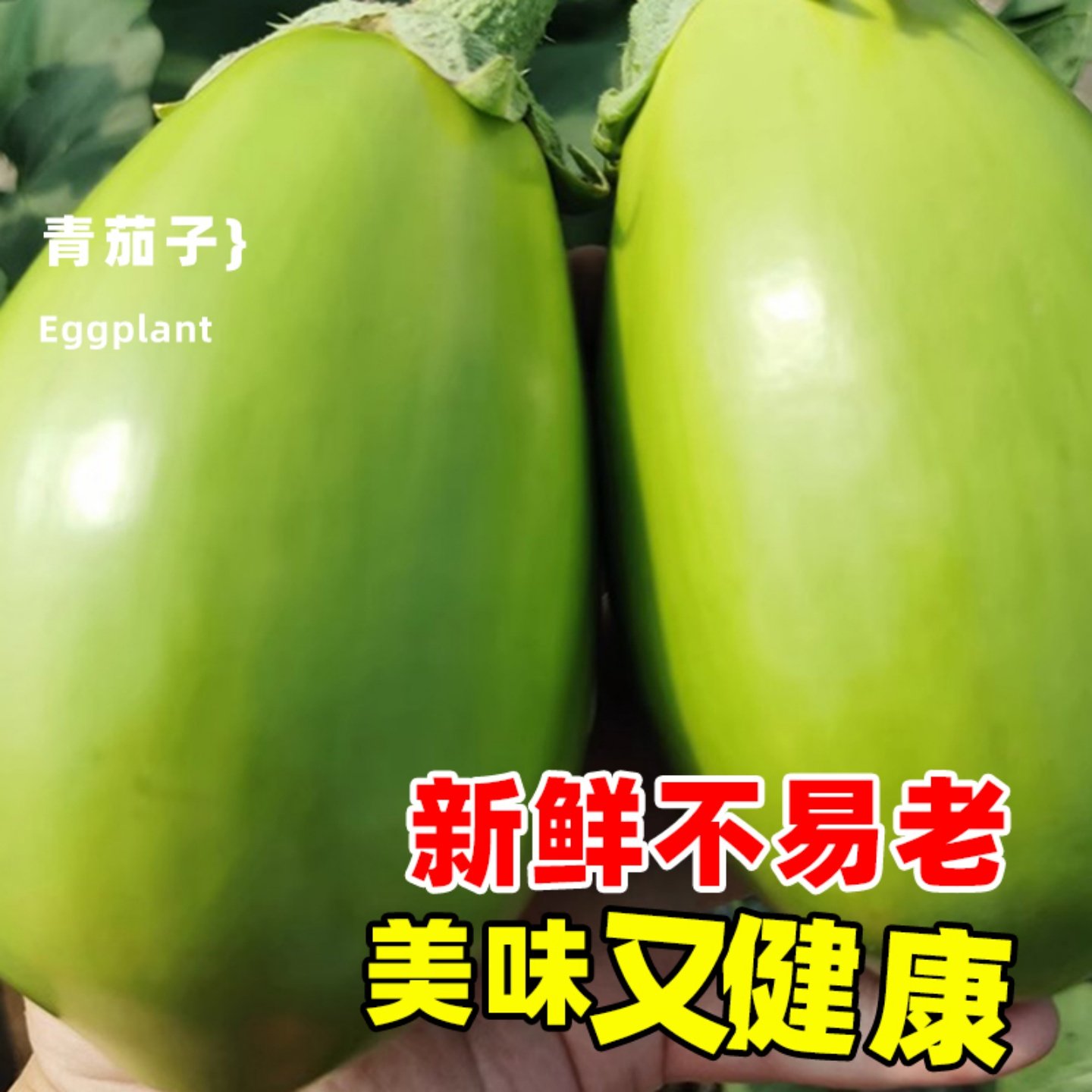 绿罐茄苗子圆茄种籽秧苗绿色茄子苗早熟绿皮茄菜园春秋季蔬菜秧苗,淘宝优惠券,粉丝福利购,淘宝优惠卷