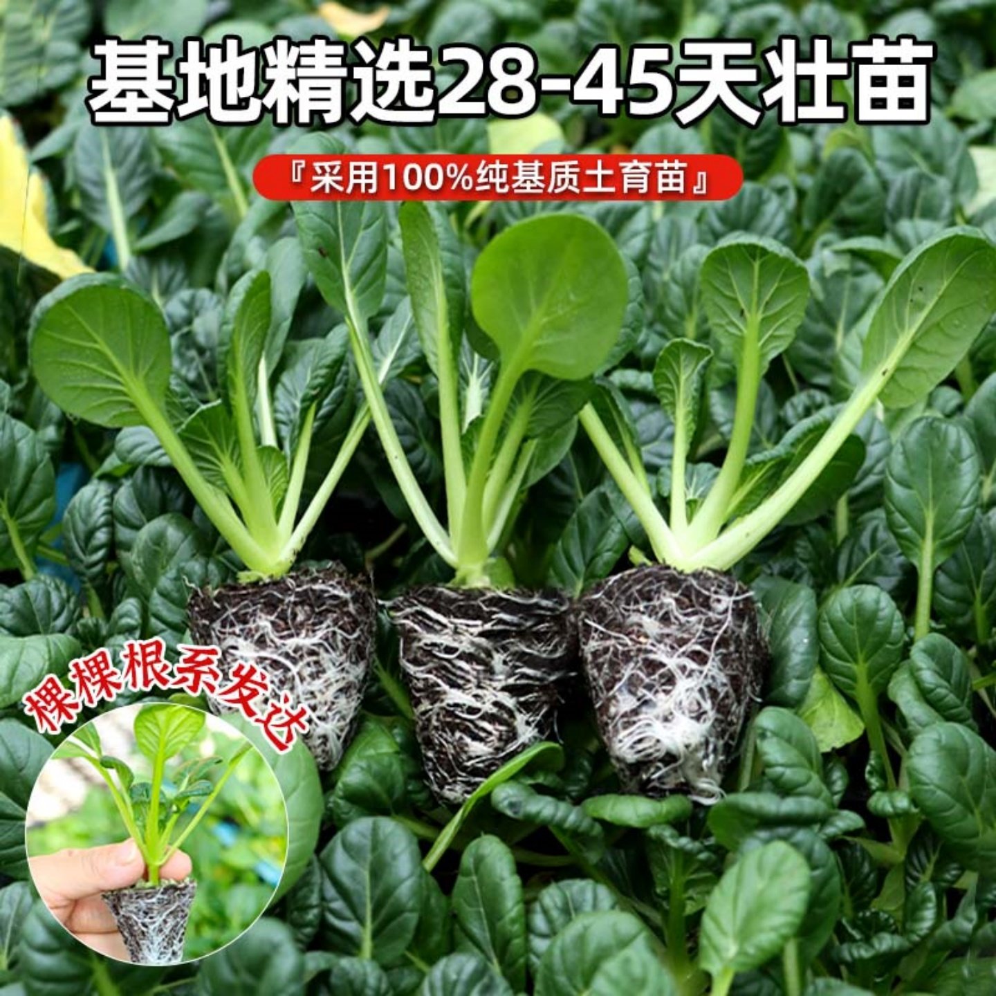 黄心乌塌菜苗秧苗乌秧苗秋冬耐寒黑心乌塌菜苗种子蔬菜苗秧苗,淘宝优惠券,粉丝福利购,淘宝优惠卷