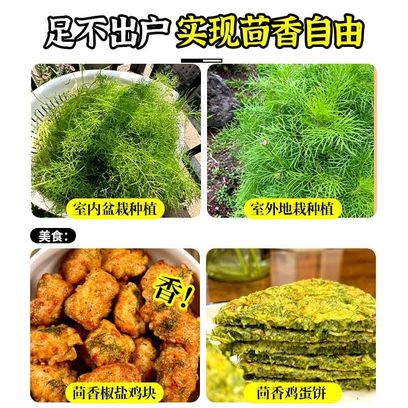 正宗茴香苗秧割茬茴香割完又长味道浓四季盆栽阳台带土球蔬菜秧苗,淘宝优惠券,粉丝福利购,淘宝优惠卷