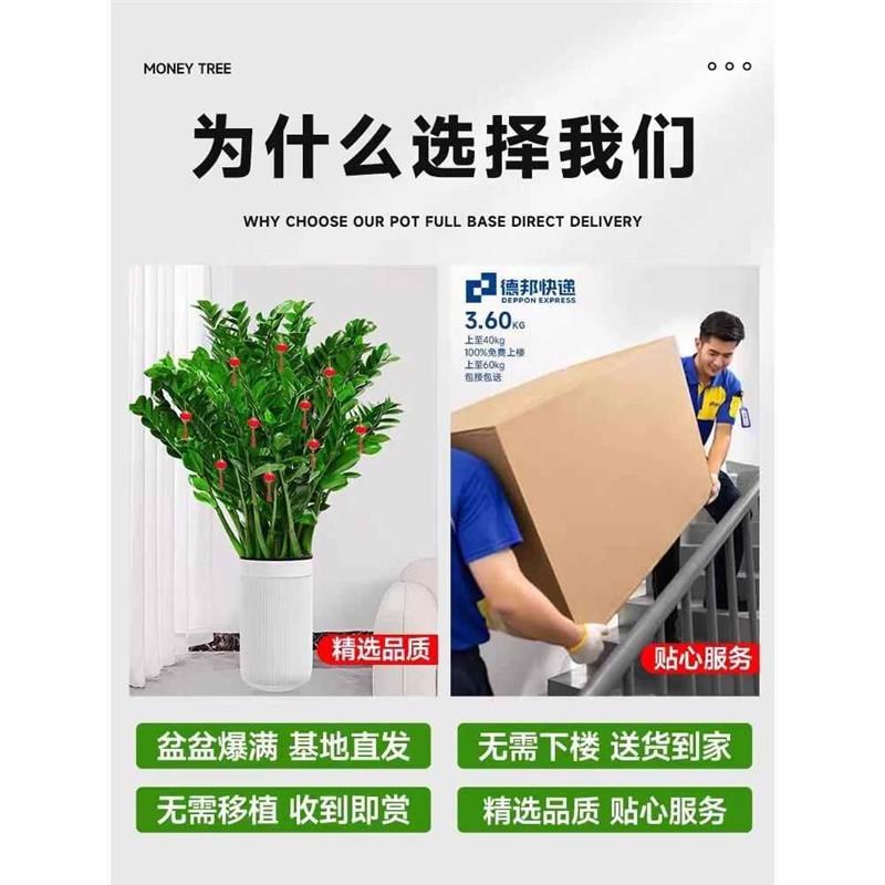 金钱树盆栽圆叶摇钱串子树苗办公室内客厅大型发财树真花盆景绿植 - 图1