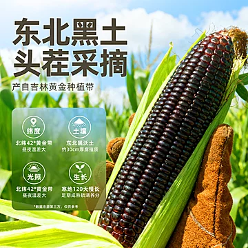 2025新玉米东北大棒糯玉米真空装8根[11元优惠券]-寻折猪