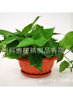 外贸厂家销售KD5504棕色黑色矮盆绿萝多肉园林种植盆塑料花盆容器