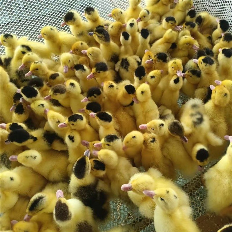 网红宠物孩童玩伴黏人小黄鸭脱壳花边鸭幼崽好养,淘宝优惠券,粉丝福利购,淘宝优惠卷