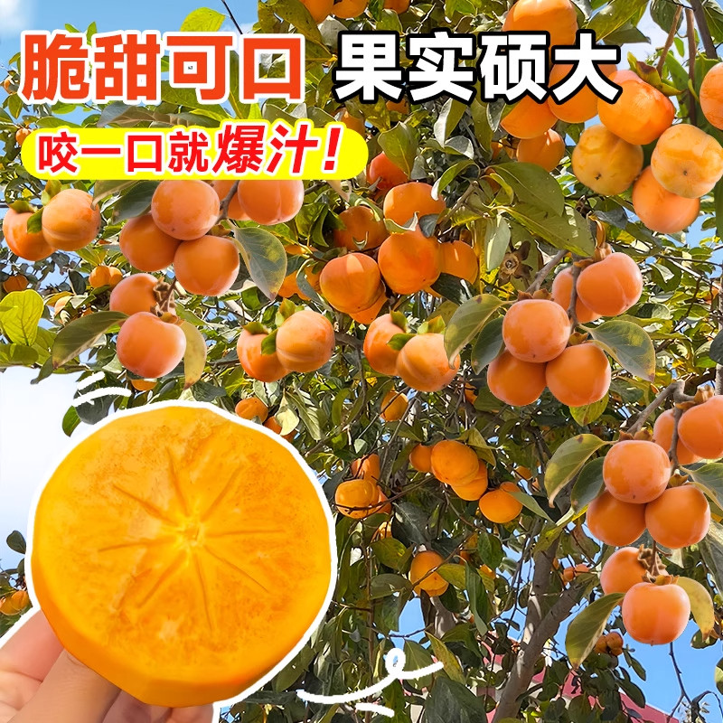 脆甜柿子树果苗南北方种植特大号老品种柿子树苗盆栽庭院果树耐寒,淘宝优惠券,粉丝福利购,淘宝优惠卷