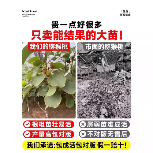 红心猕猴桃树果苗黄心嫁接盆栽地栽爬藤公母同株当年结果树苗种植 - 图1