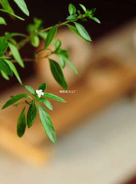 六月雪盆景室内悬崖植物造型摆件中式茶室阳台绿植花卉盆栽清香