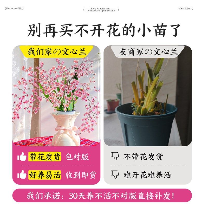 文心兰盆栽带花苞花苗梦香兰室内四季开花卉兰花阳台桌面好养绿植 - 图0