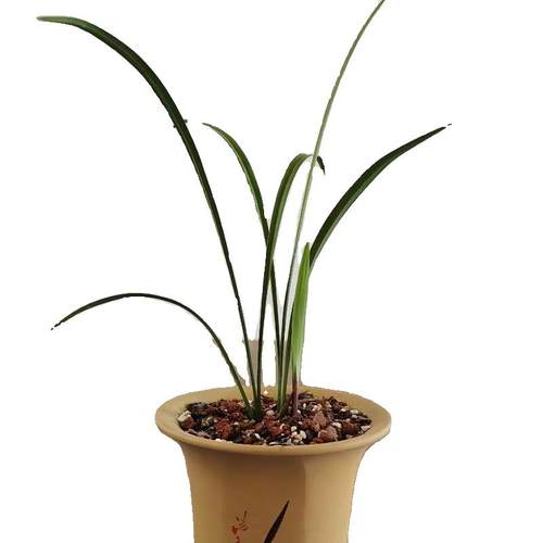 山野奇葩建兰四季兰名贵兰花仙山金燕素心奇花室内盆栽苗浓香好养 - 图2