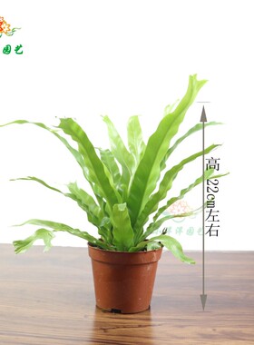 景观水陆缸盆栽造景蕨DIY植物苔藓青苔狼尾蕨珊瑚蕨鹿角蕨