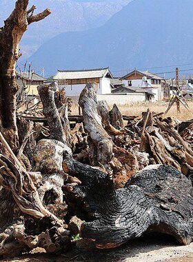 清泉古艺园艺根雕实木摆件工程造景枯木树根山水公园实木自然摆设