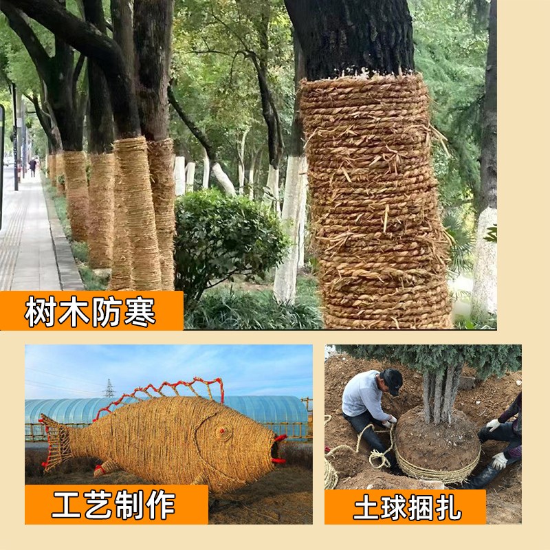 稻草绳捆草绳树木移栽捆绑绳保暖保湿防寒捆扎土球20U24当年麻花 - 图1