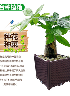 加深阳台种植箱 家庭大号环保蔬菜种菜盆 花槽花箱种花省器种花池