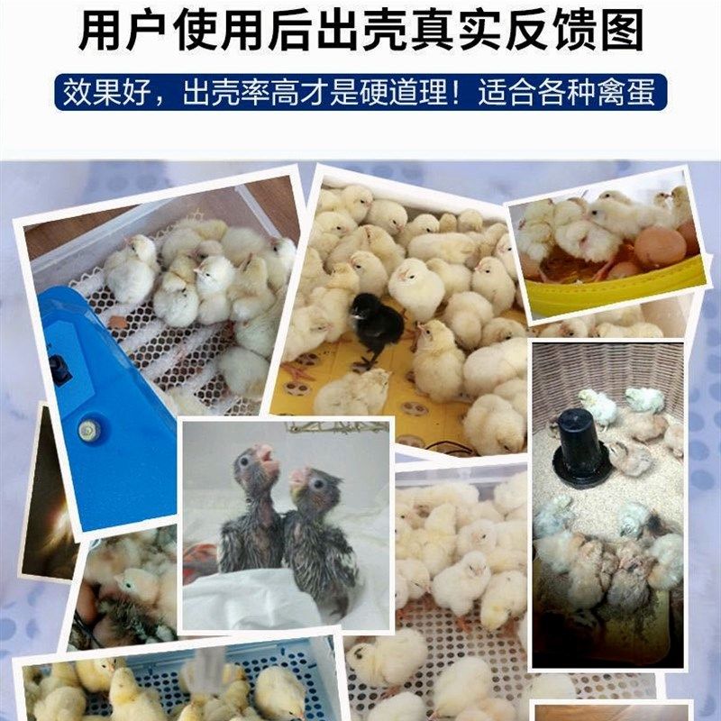 德国进口日本《厂家直销》小型孵化机全自动家用型孵化器鸡蛋孵化,淘宝优惠券,粉丝福利购,淘宝优惠卷
