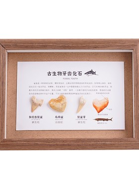 天然古生物化石标本动物创意相框海洋鲨鱼牙齿鼠鲨牙礼品家居摆件