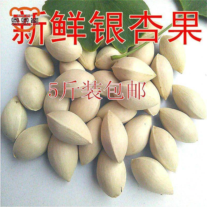 新鲜带壳银杏果 白果银杏果生果 恩恩熊大颗白果 无漂白银杏果5斤 - 图2