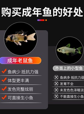 老鼠鱼活体清道夫金苔鼠花椒鼠白鼠清洁工具鱼底栖鱼除藻吃青苔鱼