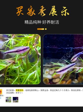 蓝帝王灯南美热带观赏鱼蓝国王灯皇后灯蓝帝提灯群游好养红绿灯鱼