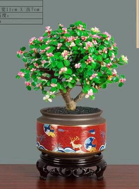金枝玉叶盆栽办公多肉植物稀有品种老桩肉肉花卉好养室内盆景绿植