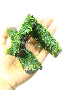 莫斯沉木水草moss摩丝斯鱼缸造景装饰虾缸小摆件小型迷你沉木活体