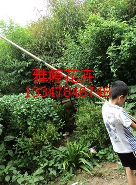 铝合金伸缩杆(高枝剪用) 3.3米杆子 配在高空剪刀头上使用铝杆伸