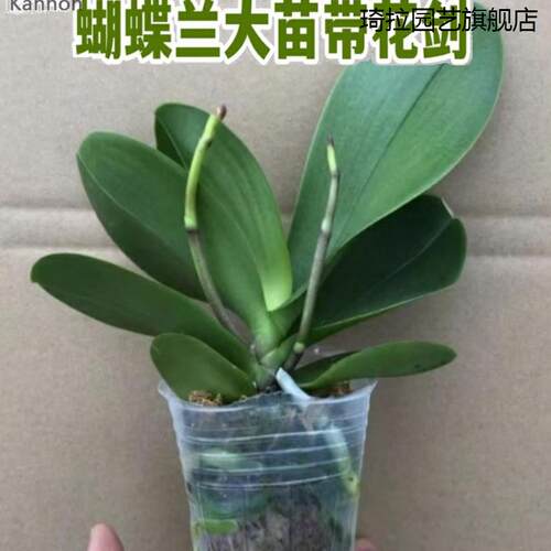 带花苞花剑蝴蝶兰大苗兰花盆栽绿植物室内客厅观花植物 - 图0