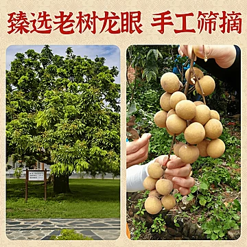 云南老树无核桂眼肉干100g[30元优惠券]-寻折猪