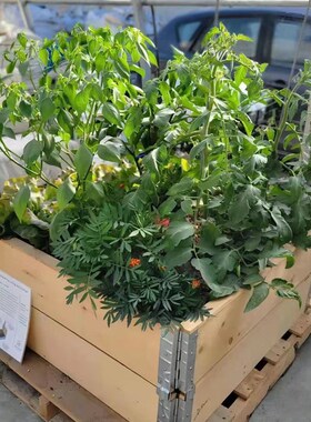 原木一米菜园木制种植箱框床蔬菜种植花盆户外庭院花园社区木围板