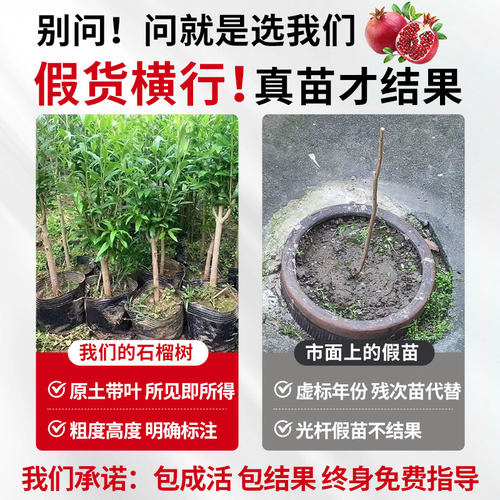 正宗石榴大苗大果突尼斯软籽石榴树庭院地栽无籽果树盆栽四季好养 - 图3