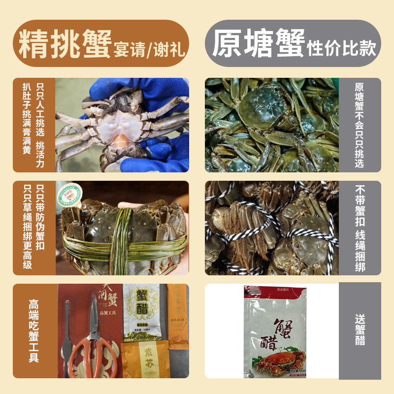 【特大活蟹】10只现货大闸蟹鲜活螃蟹全母公礼盒官方旗舰河蟹礼盒,淘宝优惠券,粉丝福利购,淘宝优惠卷