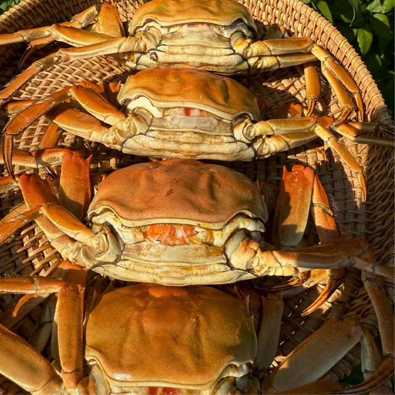【特大活蟹】10只现货大闸蟹鲜活螃蟹全母公礼盒官方旗舰河蟹礼盒,淘宝优惠券,粉丝福利购,淘宝优惠卷