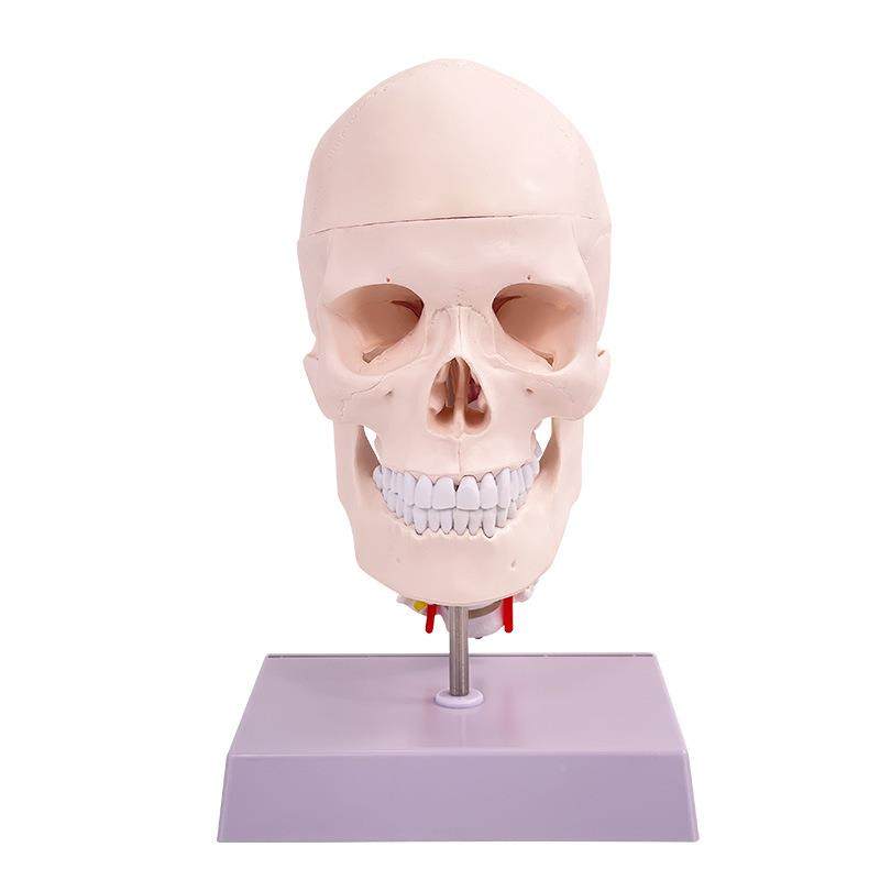 人380体头骨模型1：1头骨颈椎模型头骨脑模型大附脑解剖附模型,淘宝优惠券,粉丝福利购,淘宝优惠卷