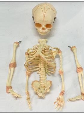 人体婴儿骨骼模型新生胎儿发育人骨架模具可拆装微型骷髅医学教具