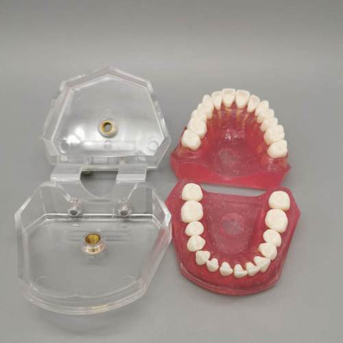 牙成人可拔牙标准模型M7科008口学腔教模型639全口牙齿可拆卸 - 图1