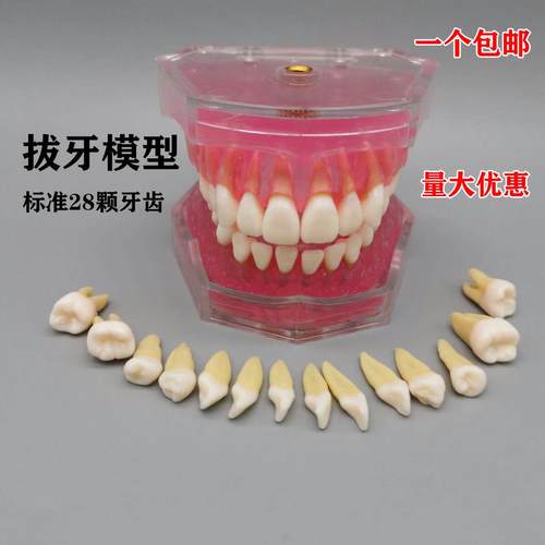 牙成人可拔牙标准模型M7科008口学腔教模型639全口牙齿可拆卸 - 图2
