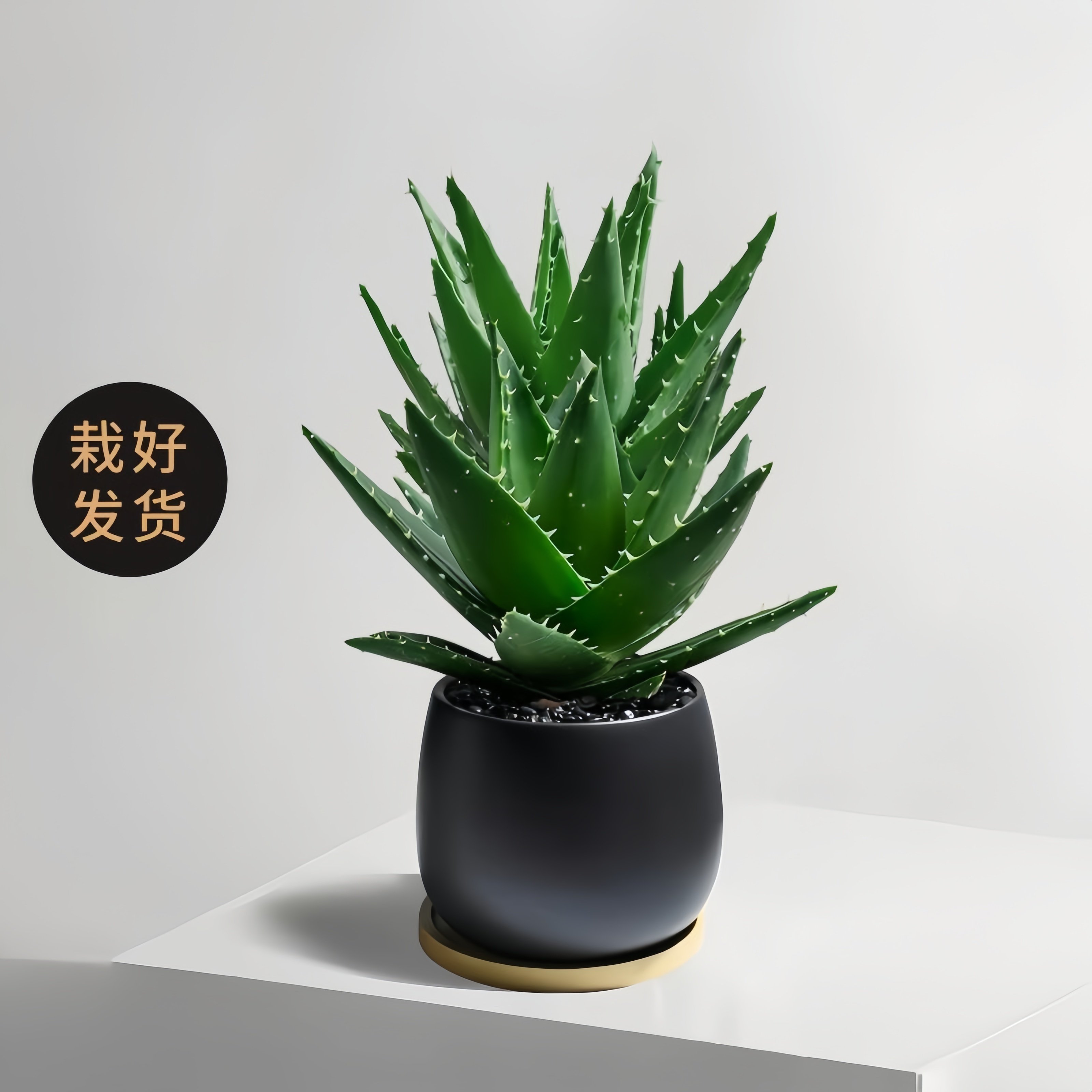 芦荟盆栽室内桌面绿植多肉耐旱含盆易养护办公室装饰植物四季常青,淘宝优惠券,粉丝福利购,淘宝优惠卷