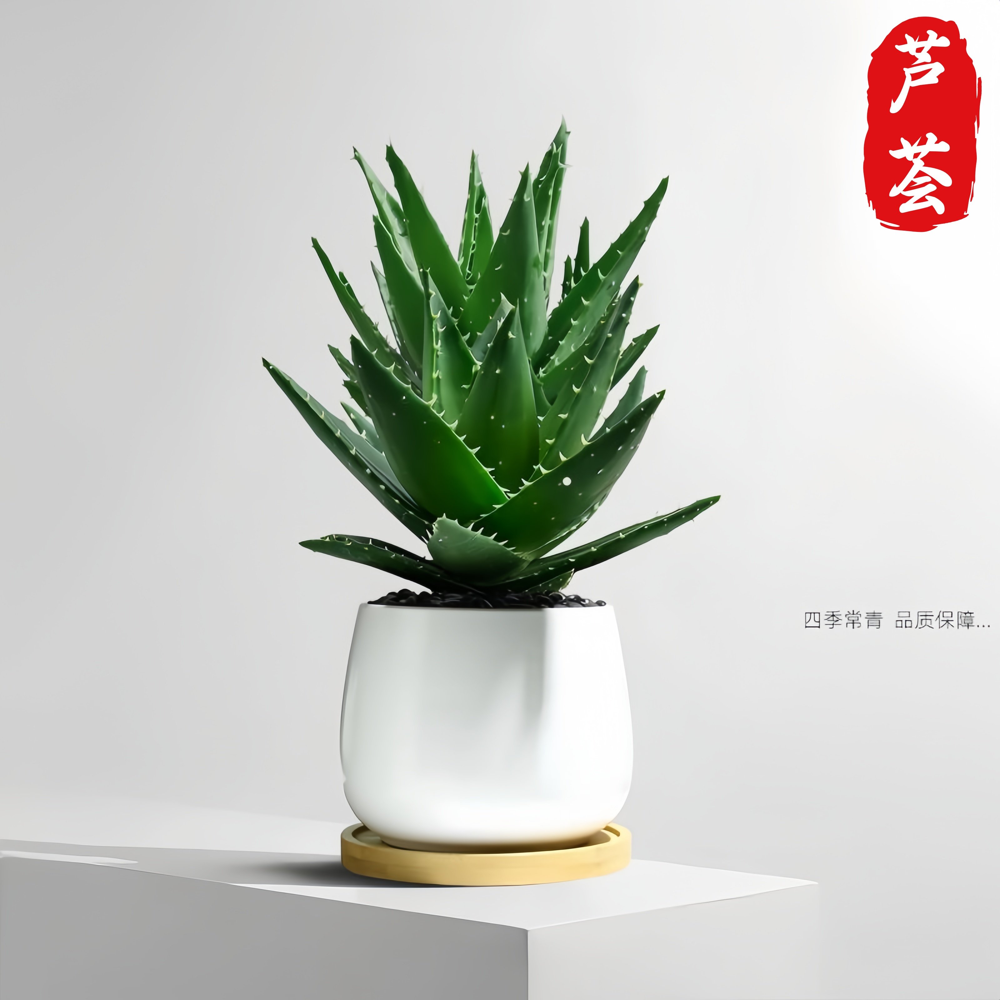 芦荟盆栽室内桌面绿植多肉耐旱含盆易养护办公室装饰植物四季常青,淘宝优惠券,粉丝福利购,淘宝优惠卷