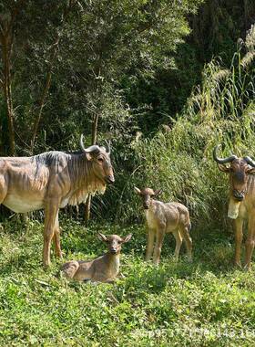 大型仿真角马动物玻璃钢模型花园庭院园林景观摆件绿地公园装饰品