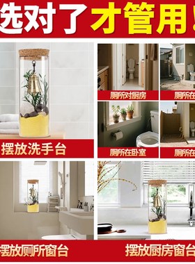 专用解决化妆室铃响净水瓶厨卫相邻净秽西M北角招财家居装饰摆件
