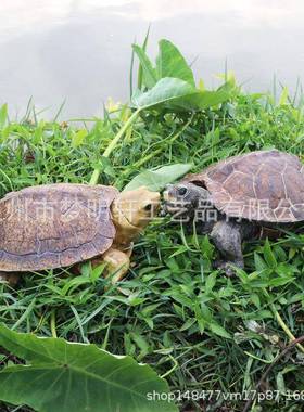园林花园庭院池塘边草坪水景装饰品树脂动物模型仿真乌龟摆件大小