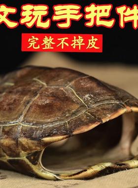 天然真乌龟壳草龟壳器具龟壳工具摆件乾隆八卦铜钱文玩龟甲随身