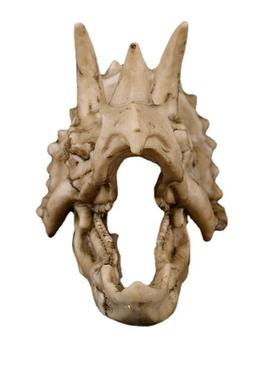 树脂骷髅头三角龙模型办公室摆件恐龙头骨模型学生科普动物骨架