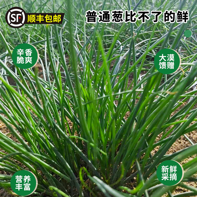 【顺丰包邮】新鲜沙葱精品盒装人工精选甘肃民勤特产沙漠地带美食,淘宝优惠券,粉丝福利购,淘宝优惠卷