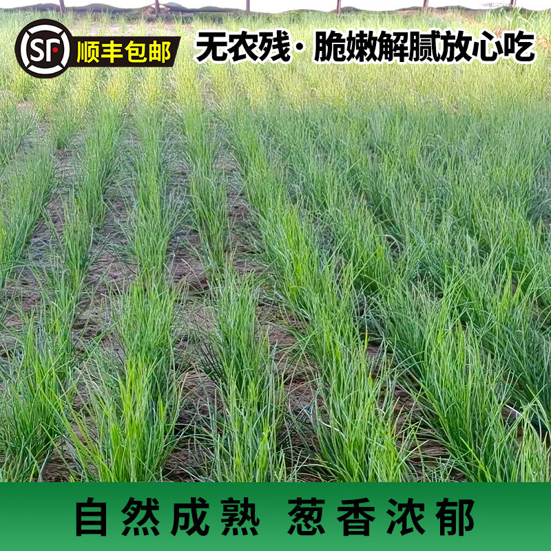 【顺丰包邮】新鲜沙葱精品盒装人工精选甘肃民勤特产沙漠地带美食,淘宝优惠券,粉丝福利购,淘宝优惠卷