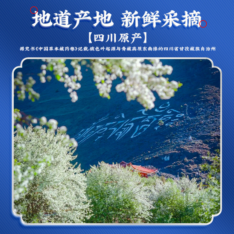 俄色叶中药饮片川藏药自己喝送礼速泡降茶药房同款2g*24袋 俄色叶中药饮片川藏药自己喝送礼速泡降茶药房同款2g*24袋
