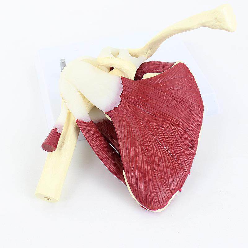 家厂肩肌袖肌群模型人体肩关节附肉模型肩关节模型骨215骼模骨型,淘宝优惠券,粉丝福利购,淘宝优惠卷