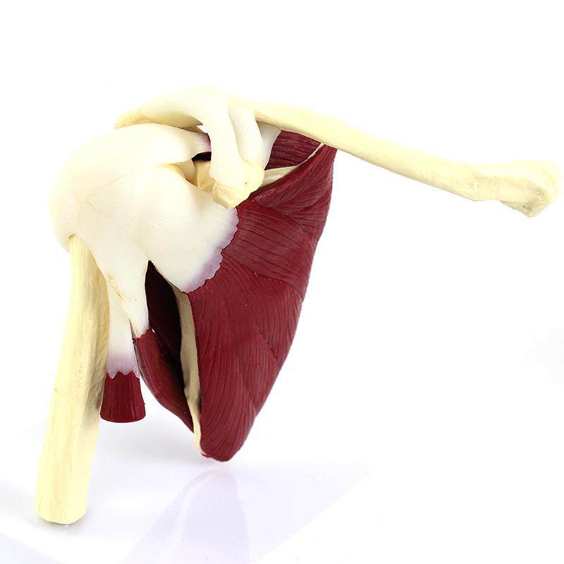 家厂肩肌袖肌群模型人体肩关节附肉模型肩关节模型骨215骼模骨型,淘宝优惠券,粉丝福利购,淘宝优惠卷