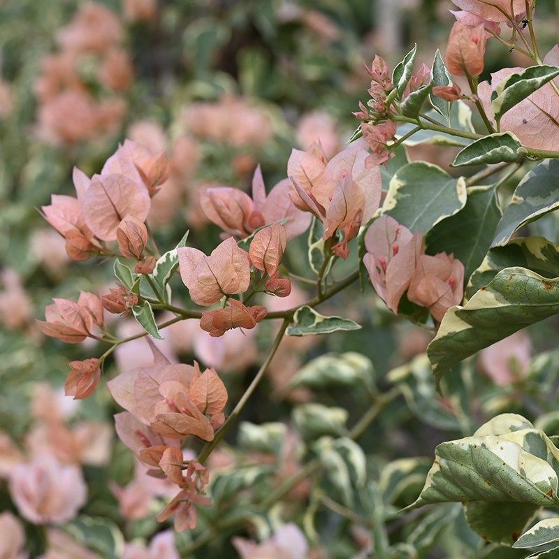 三角梅 马斯 马斯佩拉克扦插小苗庭院阳台,淘宝优惠券,粉丝福利购,淘宝优惠卷